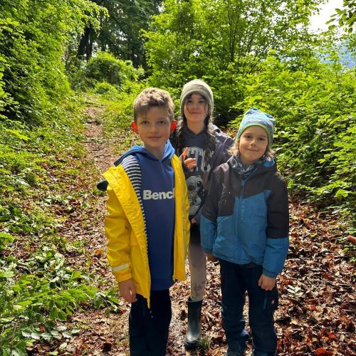 Wald 1234